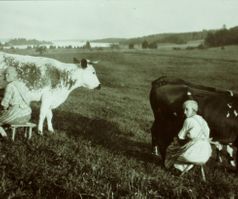 142. Mjölkerskor med kor (möjligen från Västra Ed)